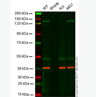 Western blot - Anti-JAK1 antibody [EPR349(N)] (ab133666)
