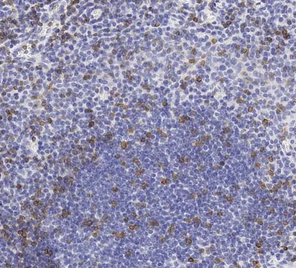 Anti-CD3 antibody(ab16669)