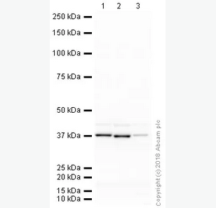 Anti-GAPDH antibody [mAbcam 9484]