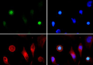 Immunocytochemistry/ Immunofluorescence - Anti-Histone H3 antibody (ab272140)