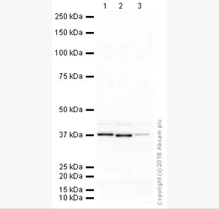 Western blot - Anti-GAPDH antibody - Loading Control (ab9484)