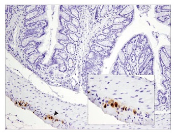 NeuN (D4G4O) XP® Rabbit mAb #24307---CST NeuN (D4G4O) XP® Rabbit mAb #24307---CST