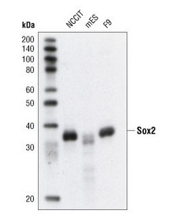 Sox2 Antibody 