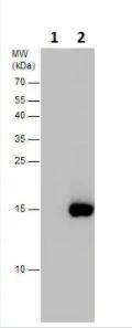Western blot - Anti-Histone H3 (phospho T3) antibody (ab229614)