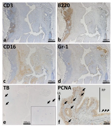 the epithelium in the ureters of f2 mice showing hydronephrosis