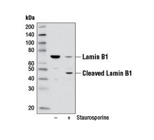 ANTI-LAMIN B1抗体