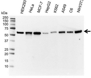 Vimentin antibody AbD2701