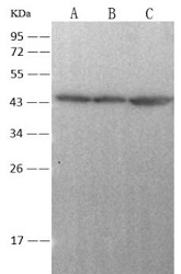 Anti-Actin rabbit polyclonal antibody at 1:100000 dilution
