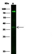 义翘神州 Anti-VEGF121 rabbit polyclonal antibody at 1:500 dilution