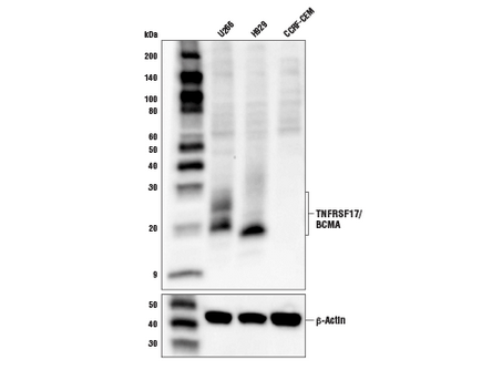 TNFRSF17/BCMA Antibody