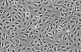 内皮细胞培养基