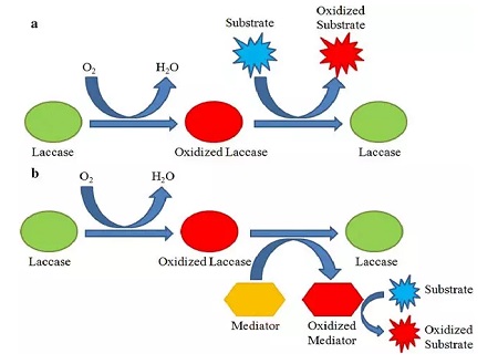 漆酶反应机理