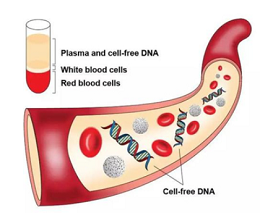 血浆游离DNA提取试剂盒