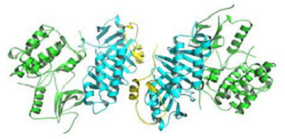 磷酸化β抑制蛋白1抗体