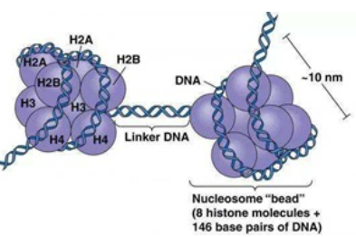组蛋白H2A抗体
