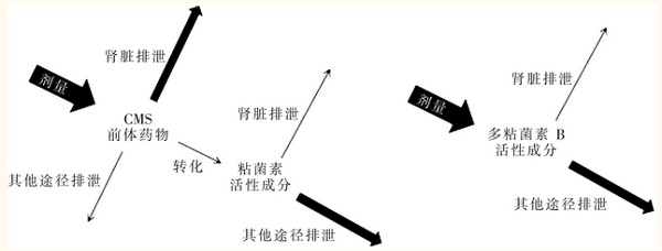 多粘菌素B和多粘菌素E的代谢途径