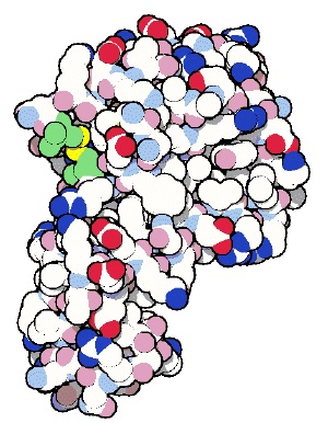 溶菌酶 结构图