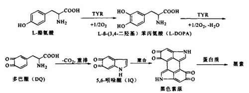 酪氨酸酶产生黑色素的化学反应过程