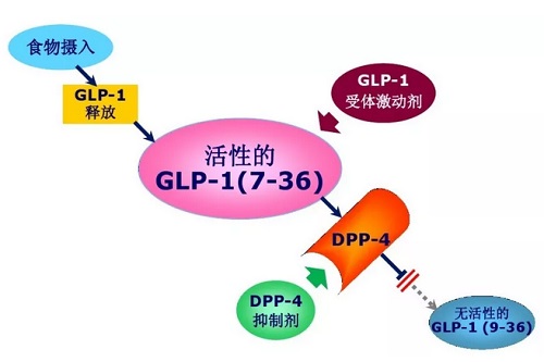 GLP-1与DPP-4降糖机制