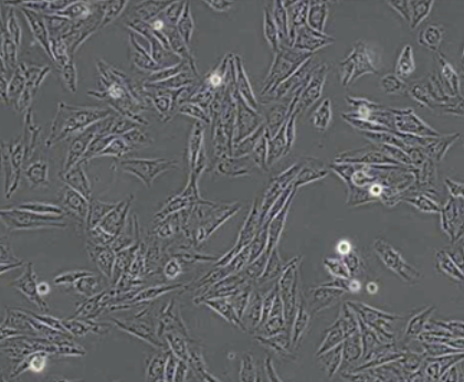H9C2(2-1)细胞