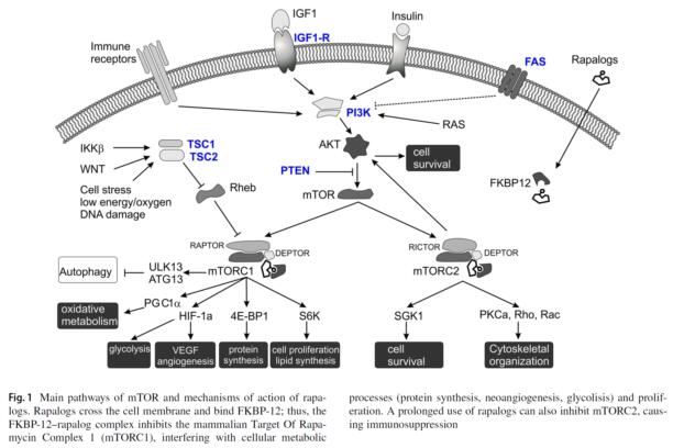 486460-32-6 SitagliptinMedical usesMechanism of action