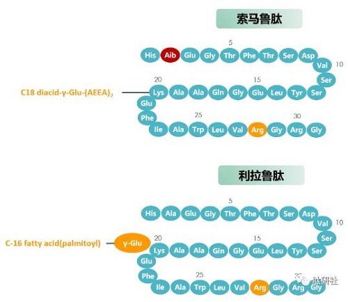 索马鲁肽和利拉鲁肽分子结构