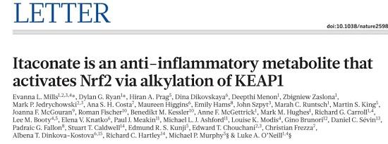 衣康酸是一种抗炎代谢物通过KEAP1烷基化激活Nrf2发挥抗炎作用