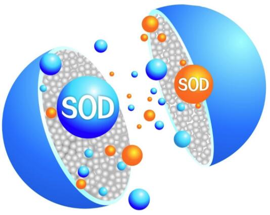 超氧化物歧化酶（SOD）的功能与应用