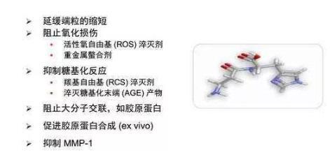 肌肽的作用及危害
