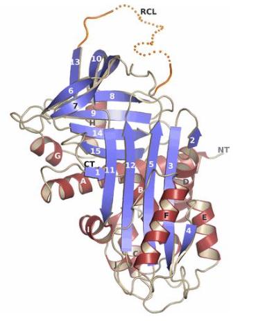 小鼠肥大细胞蛋白酶8(MCPT8) 