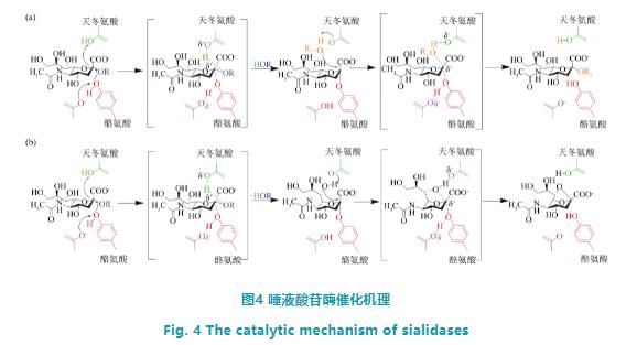 唾液酸苷酶的作用机制