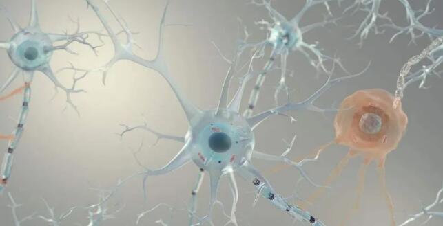 神经酸是什么？
