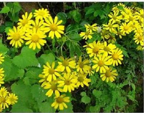 千里光的毒性与疗用