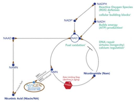 NAD+ synthesis from nicotinic acid, nicotinamide, and nicotinamide riboside