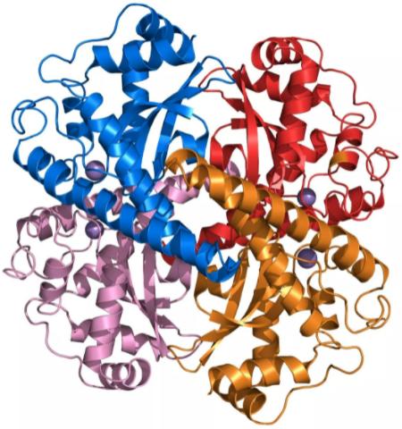 超氧化物歧化酶3抗体