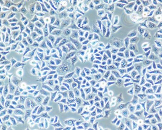 小鼠树突状细胞