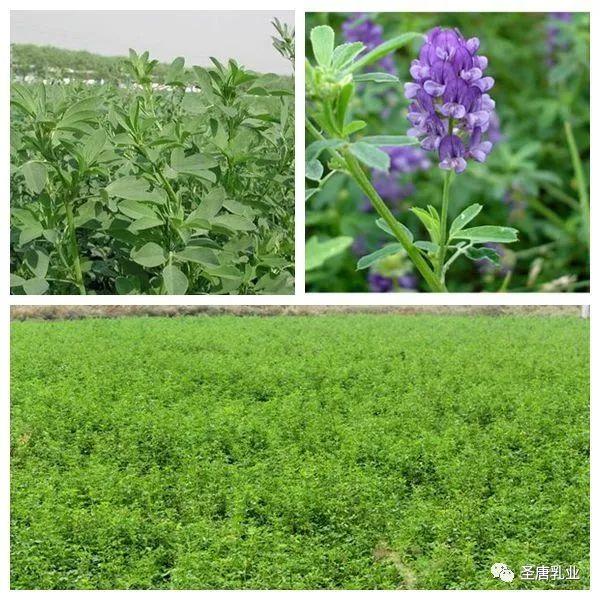 紫花苜蓿的功效与作用