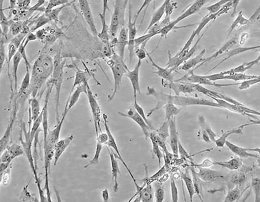 WI-38细胞专用培养基