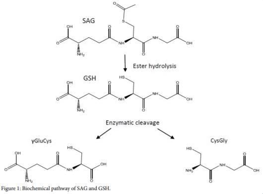Biochemical pathway of SAG and GSH