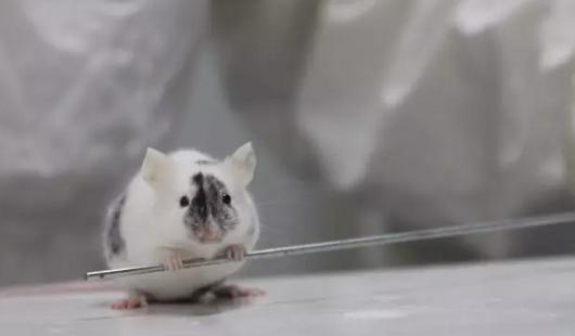 基因敲除小鼠的制备流程