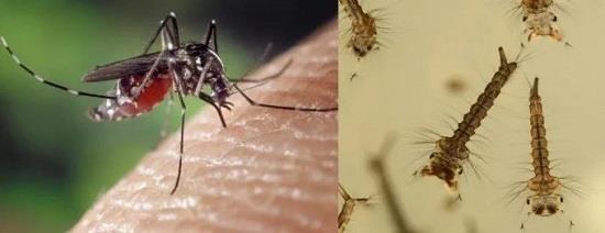 Insecticidal mechanism of pyrethrin Insecticidal mechanism of pyrethrin