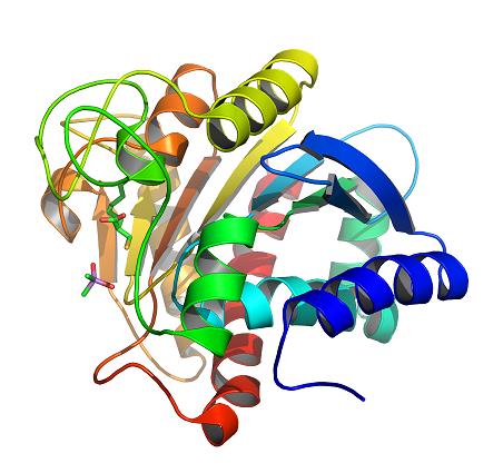 氨基肽酶的作用与功效