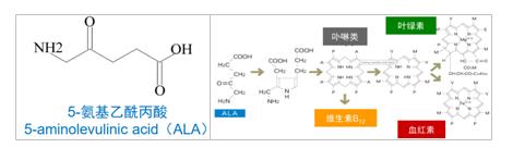 基因肥料——5-ALA（5-氨基乙酰丙酸）
