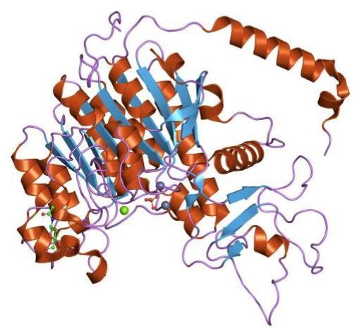 ​磷酸酶的催化机制