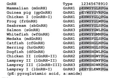 primary structure of GnRH primary structure of GnRH