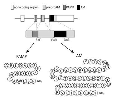 structure of 161383-47-7