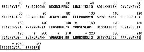 Structure of NT-3 Structure of NT-3