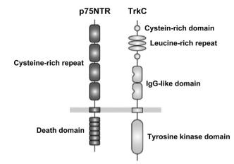 p75NTR p75NTR