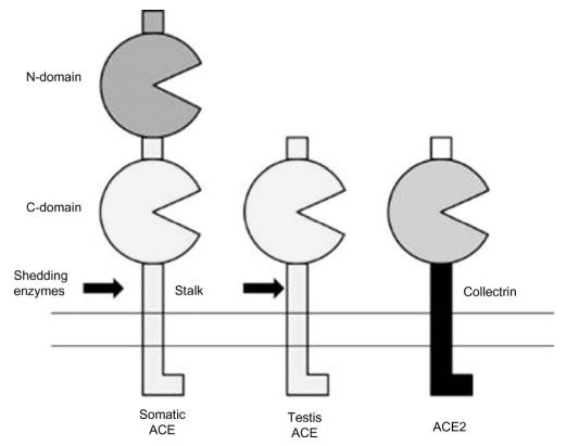 structure of ACE