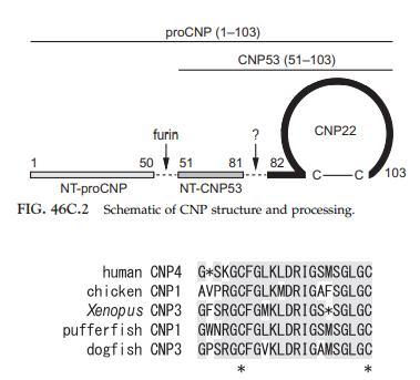 Structure of CNPs
